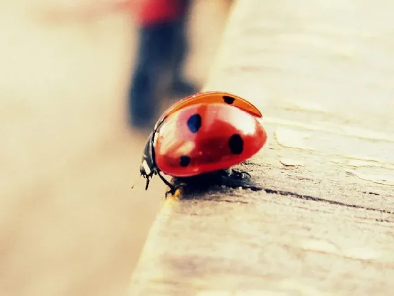 PHP-микрофреймворк своими руками. Практика